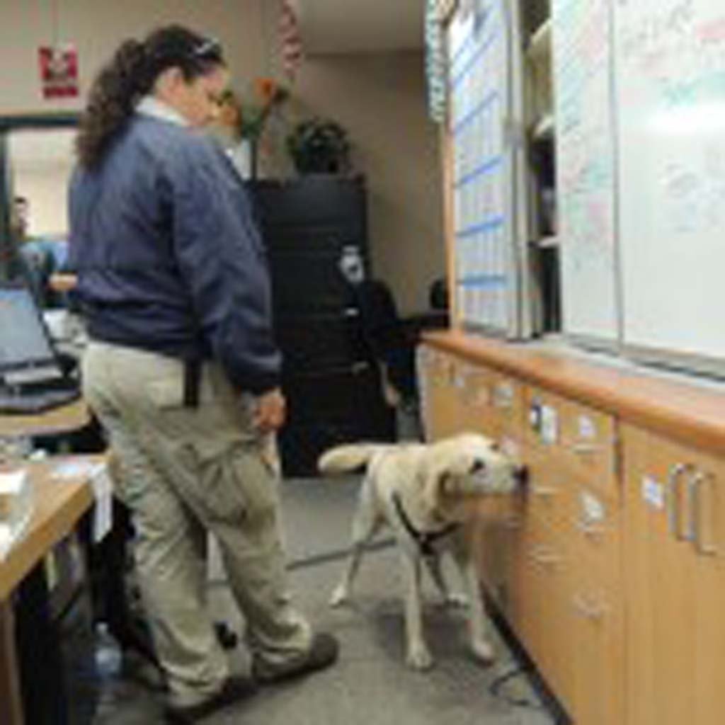 Cadi, a yellow lab specifically trained in detecting drugs, alcohol, gunpowder, and some medications, sniffs cabinets in an Oceanside High School classroom with her handler Tonya Anderson by her side. Photo by Rachel Stine