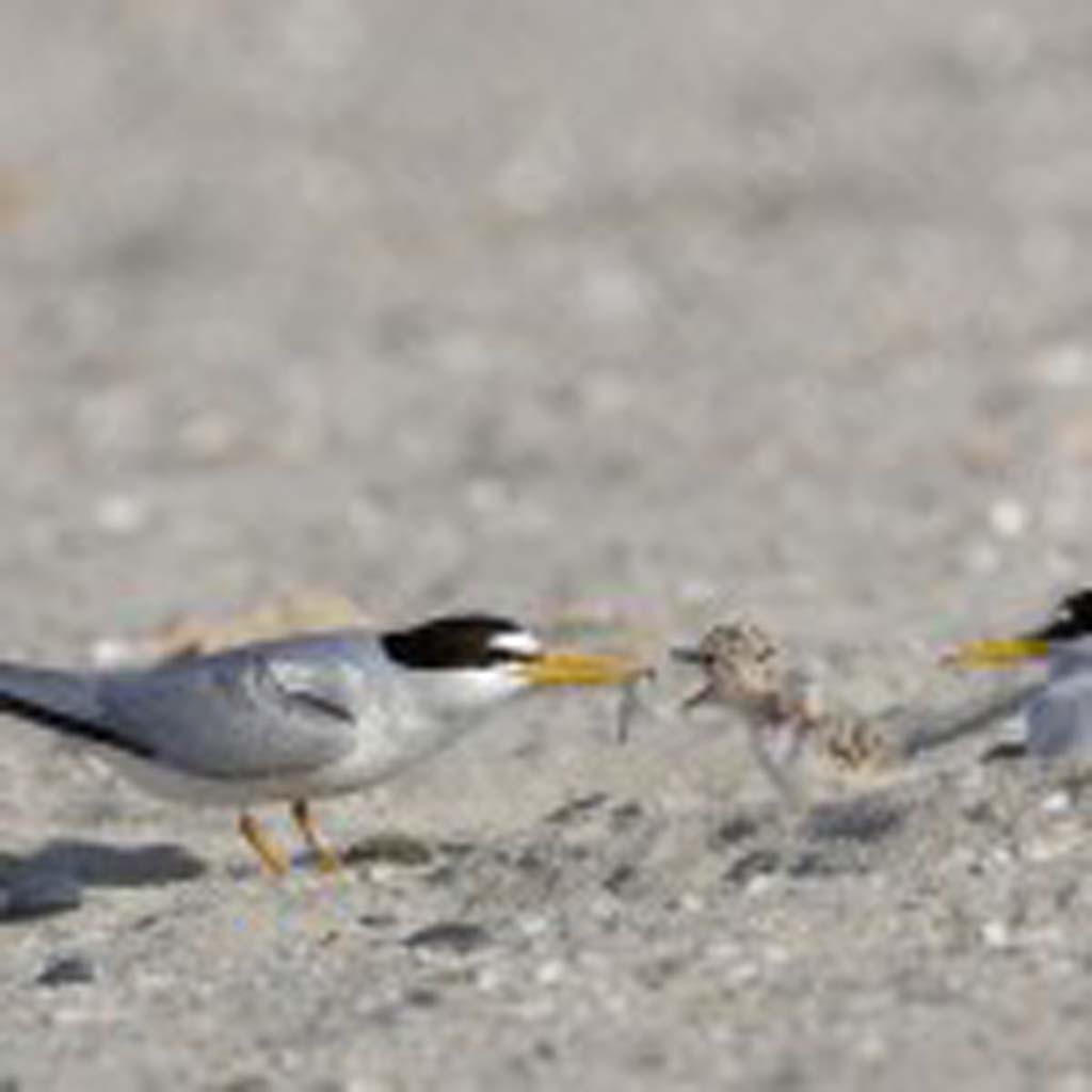 The California Least Tern has foraged in the lagoon, but for the past 12 years they haven’t been spotted nesting there. Photo by Chris Mayne