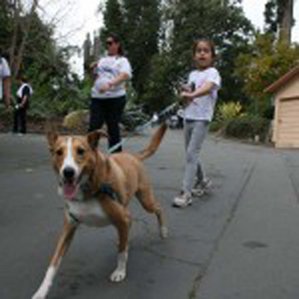 Seven-year-old Isabel Vidal of Oceanside walks the 5k with her shelton mix. The walk included an information meetup area. Photo by Promise Yee