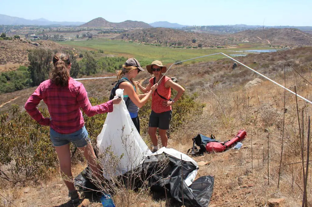 Team members prepare a malaise trap to capture aerial insects in the San Dieguito River Park. A year long preliminary study of the insect community in San Diego County is believed to be the first of its kind. Photo courtesy of David O’Connor