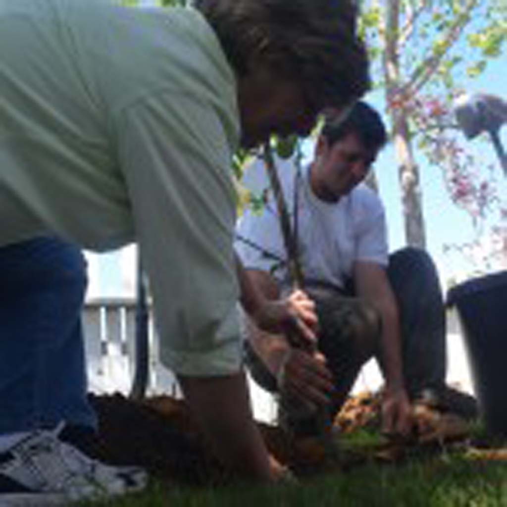 Patty Berg, left, owner of The Wishing Tree Company, and Gabriel Michael position a plum tree in the fruit tree forest at Beacons Bible Church. Photo by Tony Cagala