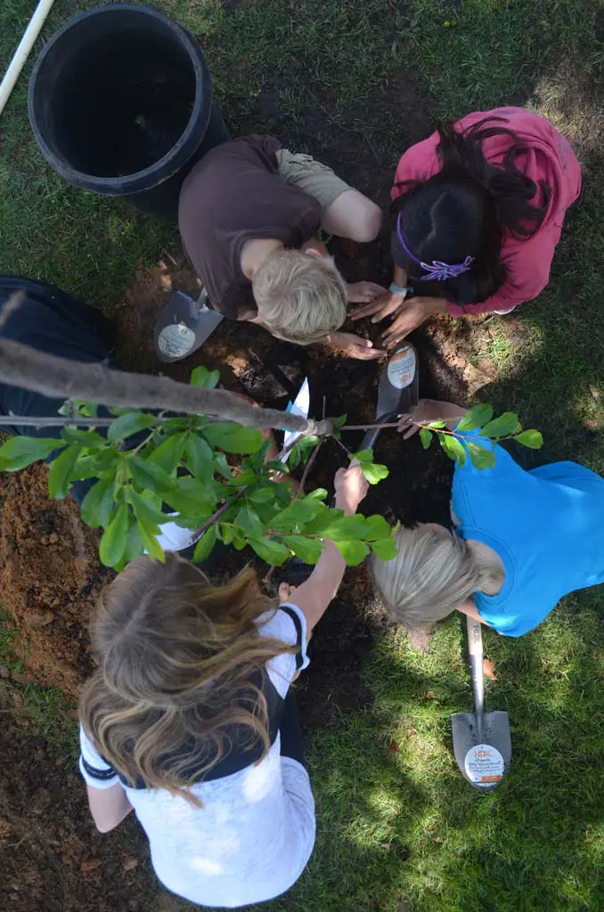 Clockwise from top left: Maykayla Haynes, Jonas Hagen, Kayla Yem and Braden Haynes put the finishing touches on one of the newly planted trees. Photo by Tony Cagala