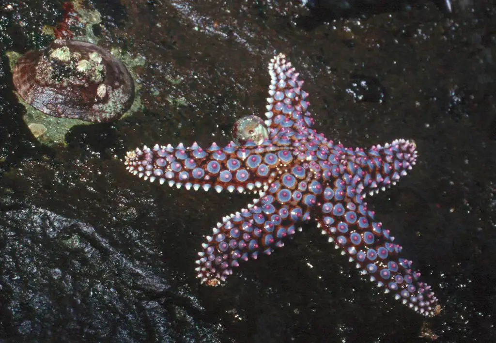 What’s commonly referred to as a giant sea star at Seaside Reef. Sea star wasting syndrome has decimated populations up north, and it recently hit San Diego, according to reports. Photo by Jared Whitlock