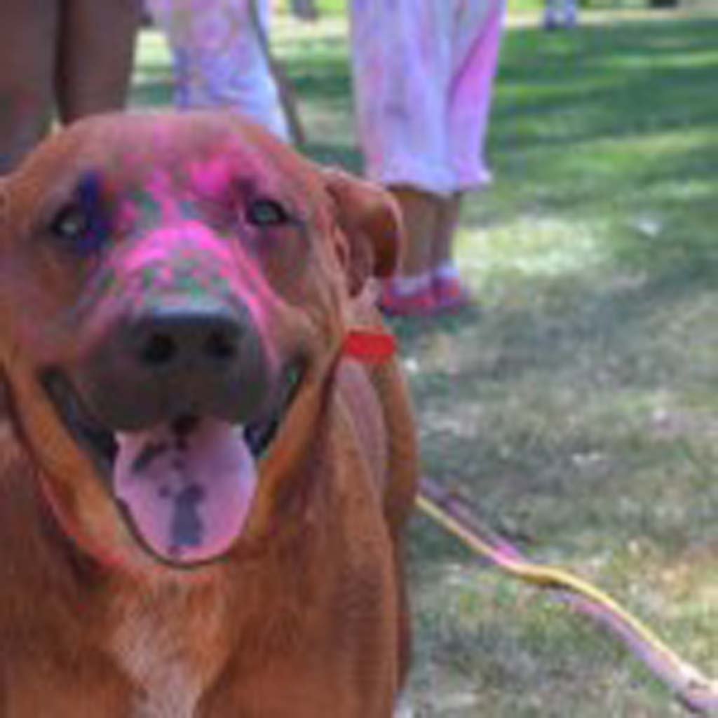 The Festival of Colors was open to all, including Dingo. Photo by Tony Cagala