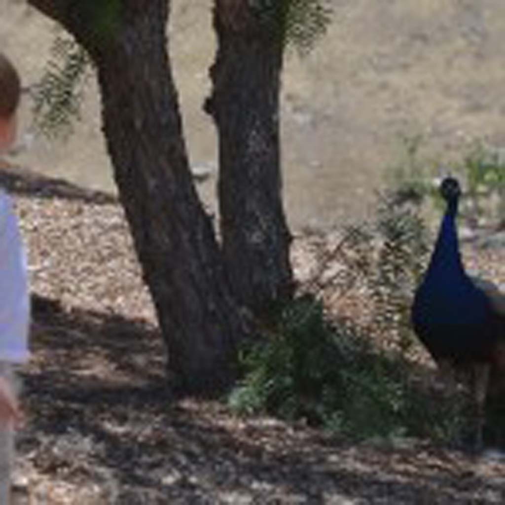 A youngster and a male peacock have themselves an old fashioned standoff. Photo by Tony Cagala