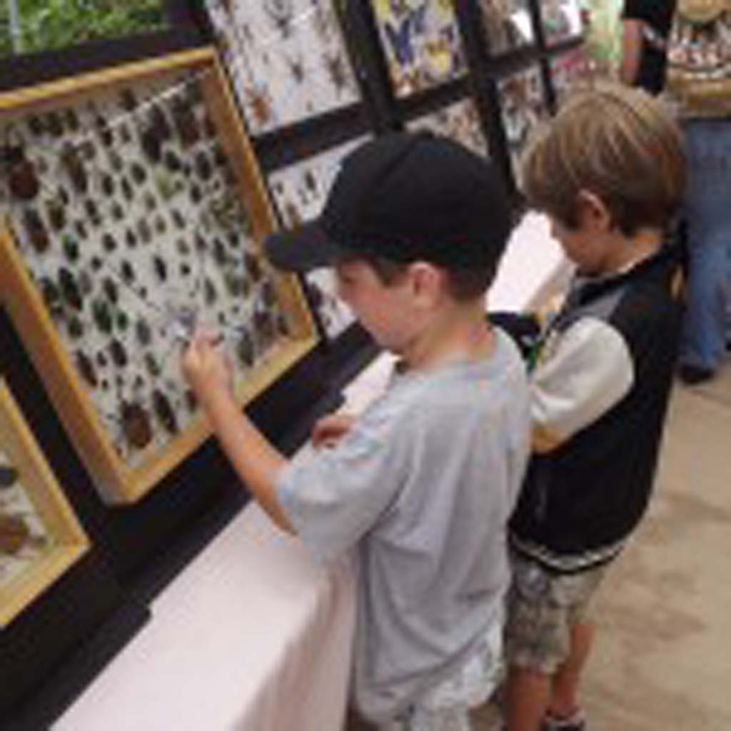 The San Diego Botanic Garden is hosting their 18th annual Insect Festival July 12 and July 13. Courtesy photo
