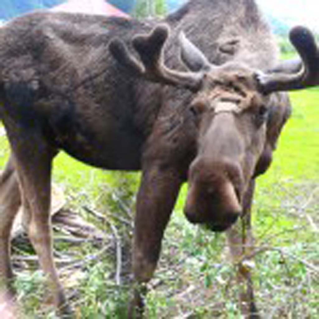 This moose is a resident of the Alaska Wildlife Conservation Center, located on the highway that runs from Anchorage to Seward. The center rehabilitates wounded or orphaned animals, and when possible, returns them to the wild.