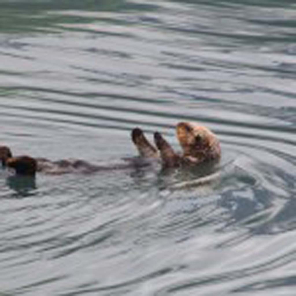 An otter lounging in the Gulf of Alaska near Seward seems unbothered by the boatful of tourists trying to get his photo.