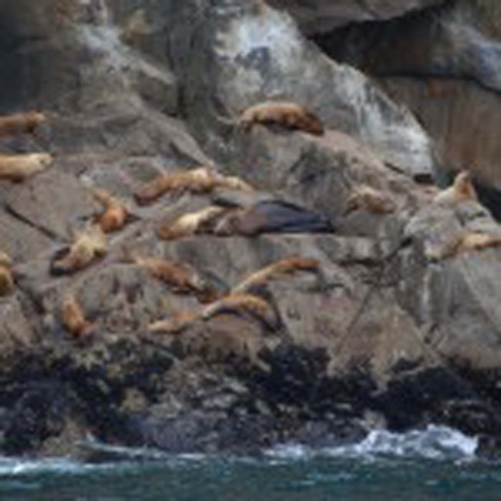 These Steller sea lions, dependant on cold water for an abundant food source, could be endangered if ocean waters warm. These residents of Kenai Fjords National Park are most visible from early spring until late July. Male Steller sea lions weigh an average of 1,500 pounds, but cam weigh as much as 2,400 pounds.