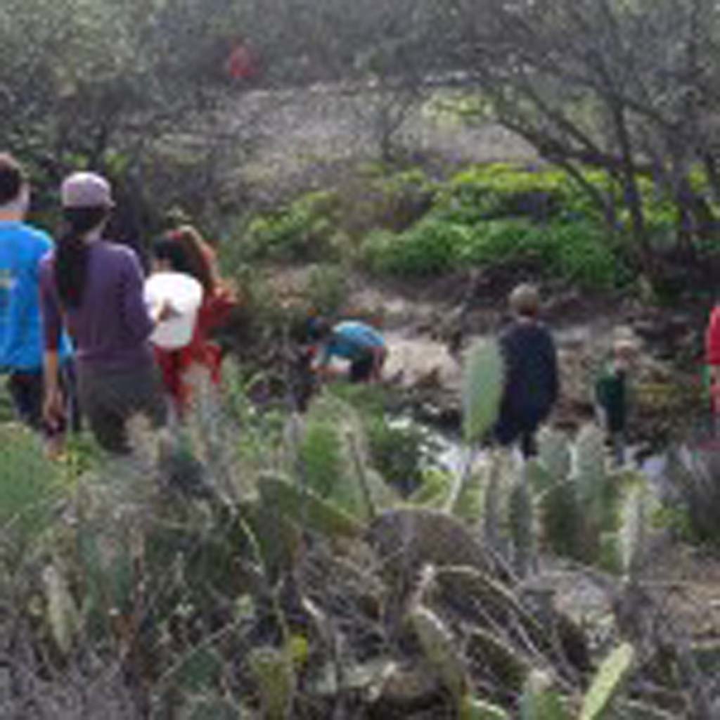 Volunteers from San Dieguito Academy, Boy Scout Troop 777 and members of the Cottonwood Creek Conservancy help to plant native shrubs on the hillsides of Cottonwood Creek near Moonlight Beach. Photo by Tony Cagala