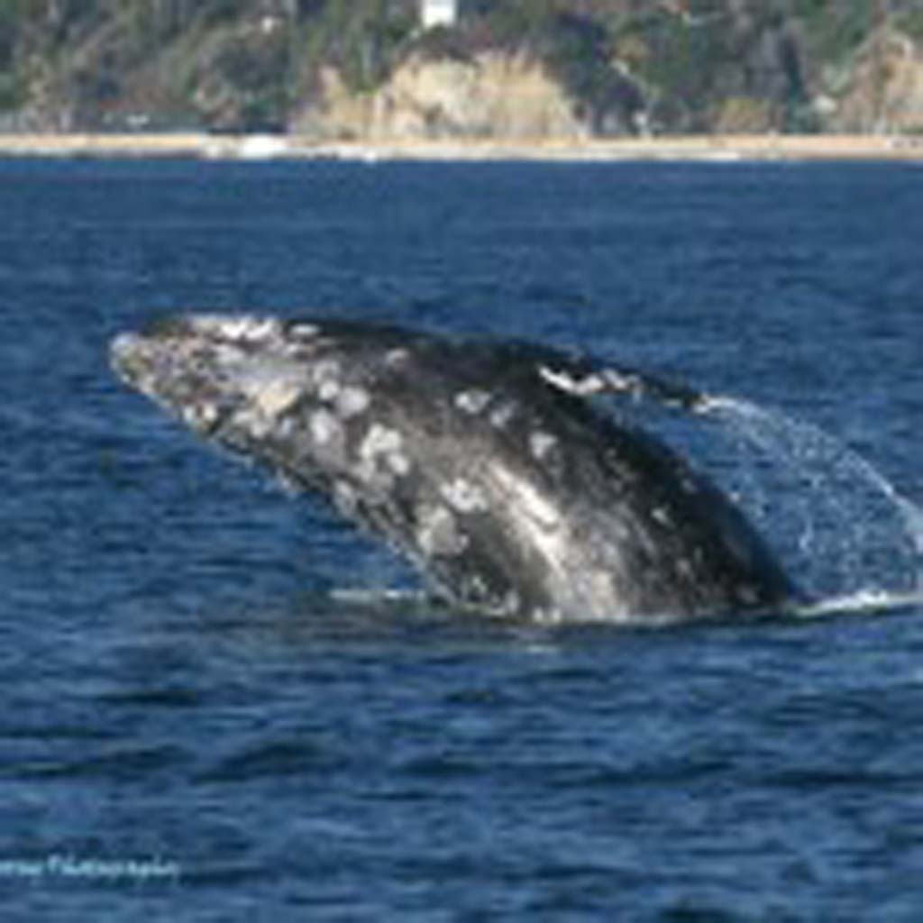 The gray whales’ 14,000-mile, round-trip journey from Alaska to Mexico began a few weeks ago, so the giant mammals are currently passing by the shores of Southern California. The whale is so named because of the gray patches and white mottling on its dark skin. They move between 3 miles-and-hour and 6 miles-an-hour. (Andrew Toring Photography)
