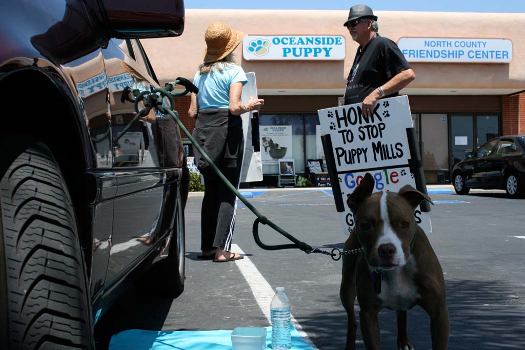 Protestors against puppy mills have been outside of Oceanside Puppy since it opened. The City Council gave direction to draft an ordinance banning puppy mills at its Dec. 3 meeting. File photo by Promise Yee