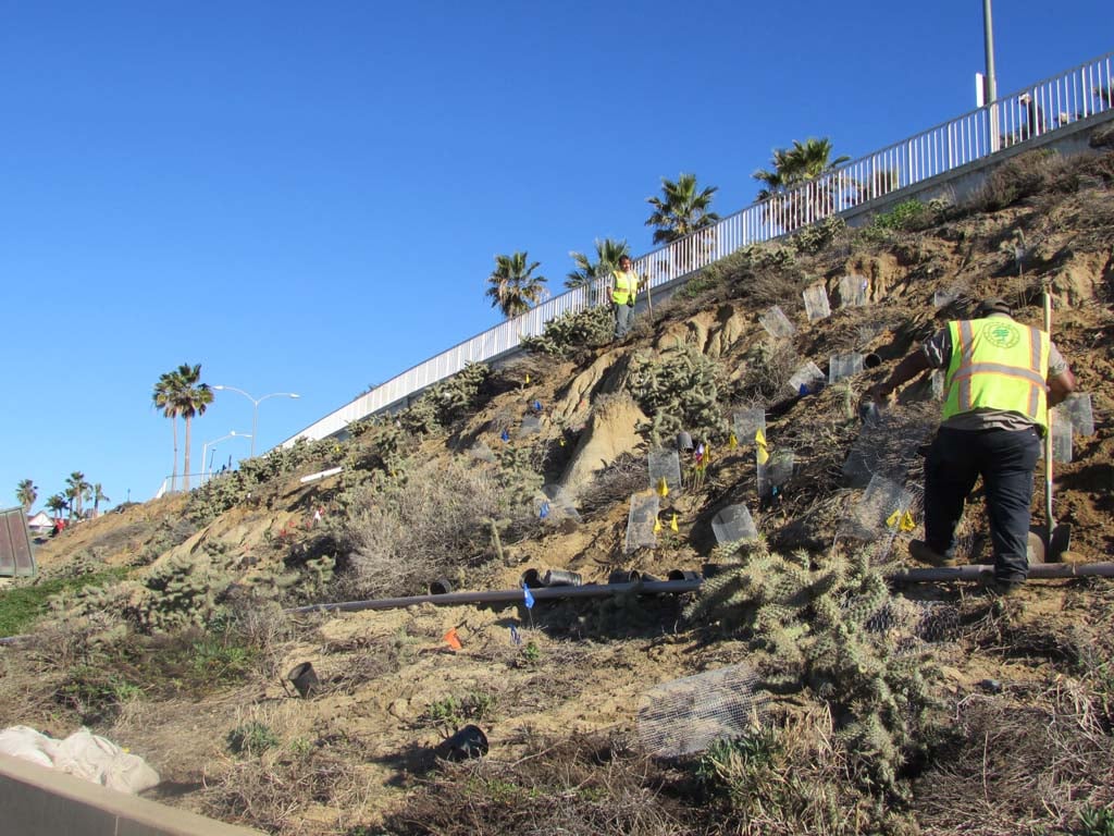 As part of a yearlong maintenance agreement, the city spent $1 million improving the beach bluff and amenities. Non-native plants were taken out and filled four dumpsters according to Councilman Mark Packard. Native species were introduced to reduce erosion. Photo by Ellen Wright