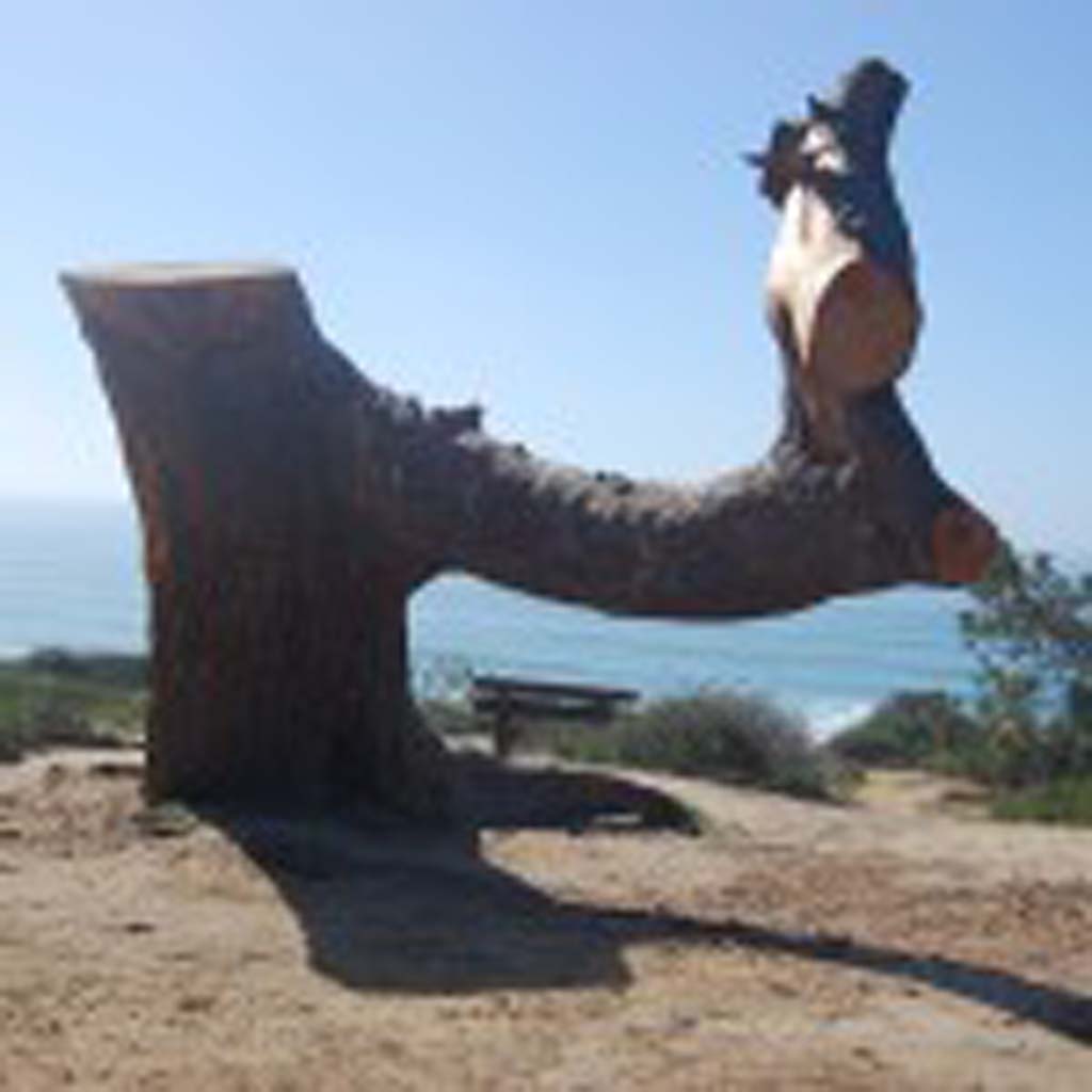 Council members recently agreed to allow resident David Arnold to carve this stump of a dead Torrey pine into a piece of public art that can be used as a bench. Photo by Bianca Kaplanek
