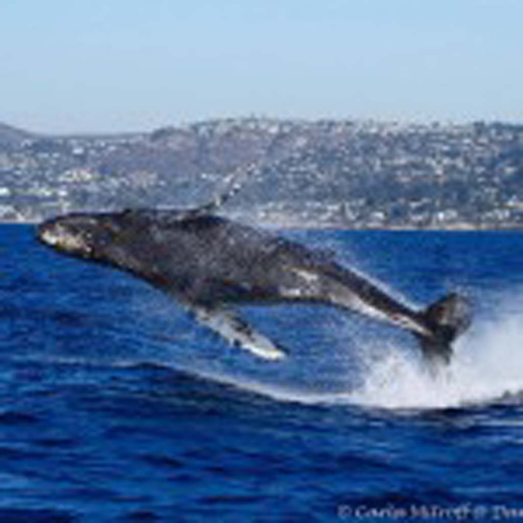 Carla Mitroff, a certified marine naturalist with American Cetacean Society, took this photo of a juvenile breaching humpback whale November 2014 just off the coast of Dana Point. When it comes to taking these types of photos, “you have to have patience,” she says. “Sometimes it’s just sitting around and waiting for a moment.” Best to shoot with the light behind you and not when the sun is high and harsh. Photo by Carla Mitroff