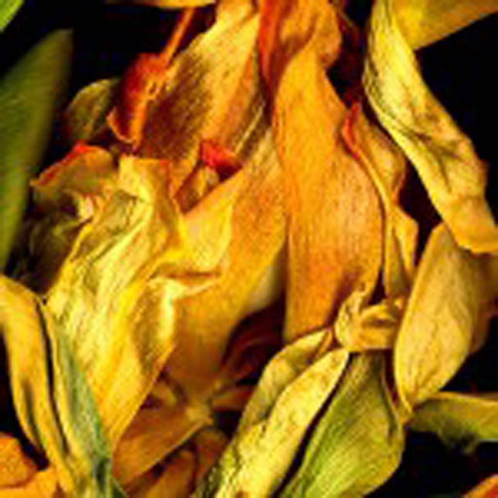 On display in the 100 Artists, 100 Years exhibition at Oceanside Museum of Art through July 26, 2015: Faiya Fredman, Yellow Tulip 2, 2007, Pigment print on watercolor paper, 40 x 30 inches. (Courtesy of the artist.)