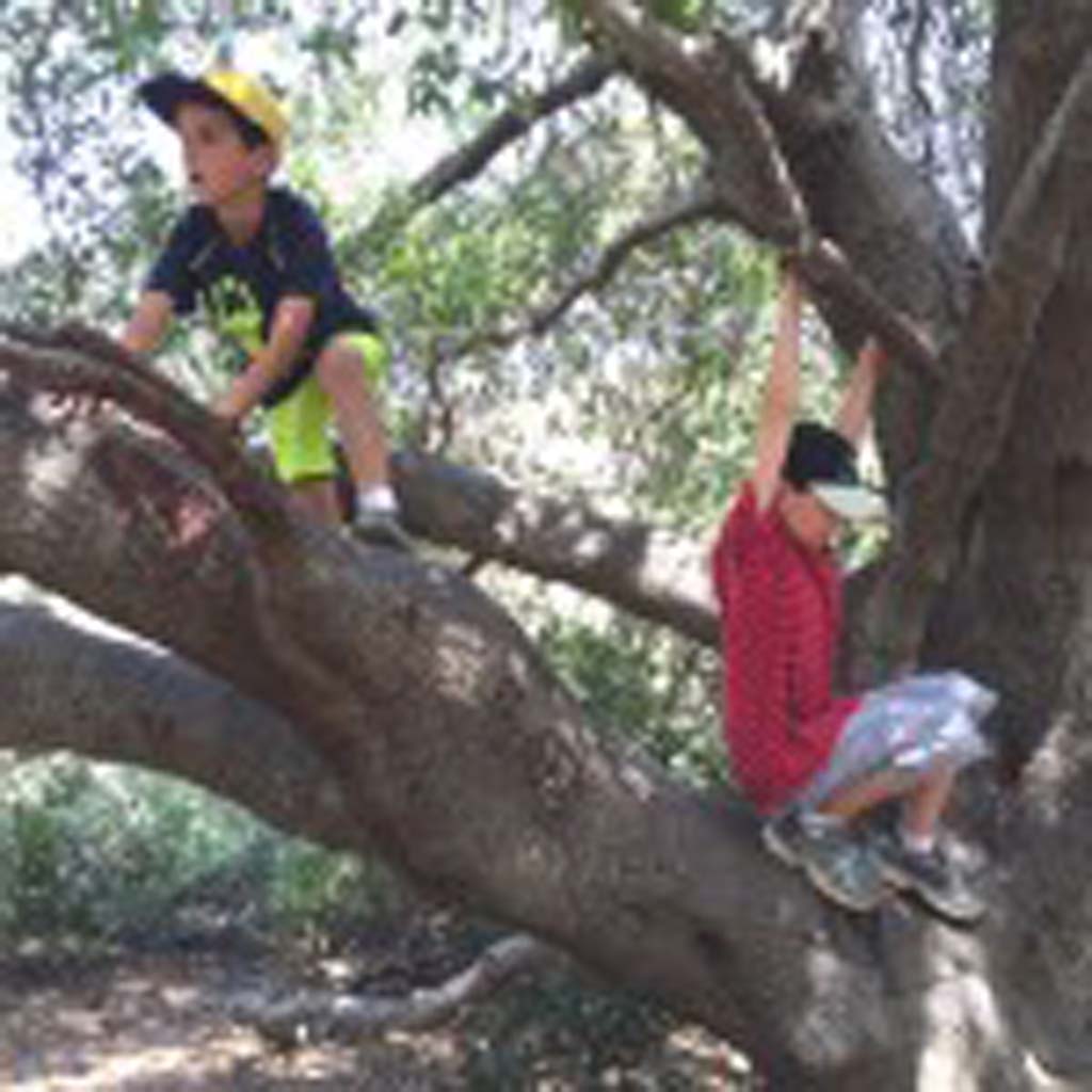 A large and aged oak tree at Mission Trails Regional Park in East County becomes a play structure for Carlsbad cousins David Ondash and Jordan Barnhart, both 8 years old. The tree can be found on the 1.4-mile Visitor Center Loop.