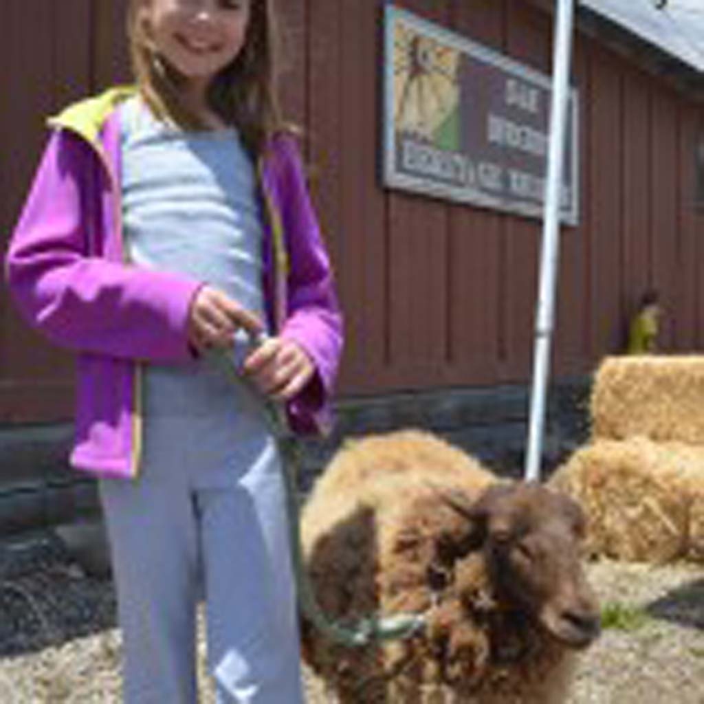 Brianna Jordan leads around a Shetland sheep at the petting zoo at the San Dieguito Heritage Museum. Photo by Tony Cagala