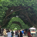 Leafy ficus trees have been trained to form a shady arcade down Loreto’s main street, the town’s main shopping district. It offers many stores selling local crafts and clothing. There are several excellent seafood restaurants, too. Photo by Jerry Ondash