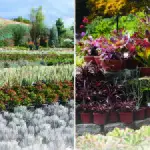 Find inspiration for your garden, and a wide variety of succulents, at Waterwise Botanicals Nursery and Garden Center in North County. Courtesy photos