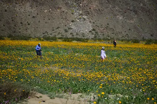 The fields of desert sunflowers along Henderson Canyon Road mimic an impressionistic painting. (All photos by Jerry Ondash)