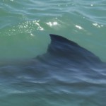 Photographer Eric Frigger captured a close-up of the fin of a juvenile great white shark, one of a dozen swimming off the Orange County coast recently. Long-time residents say they haven’t seen such high numbers of sharks in the area during their lifetime.