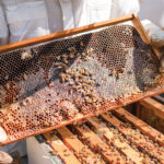 Beekeeping