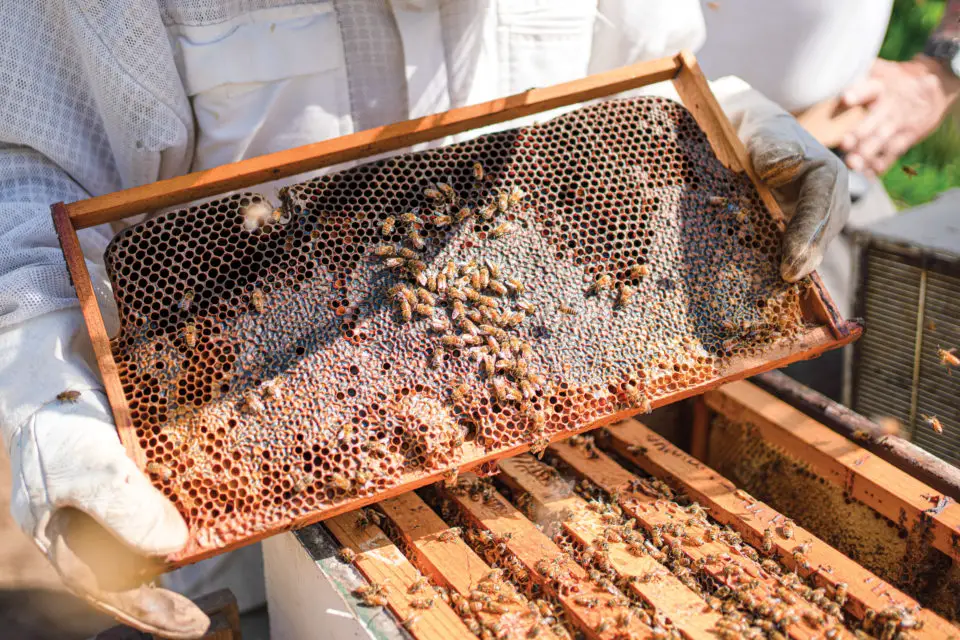 Beekeeping