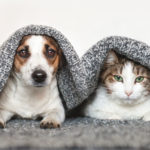 Dog and cat together. Dog hugs a cat under the rug at home. Friendship of pets