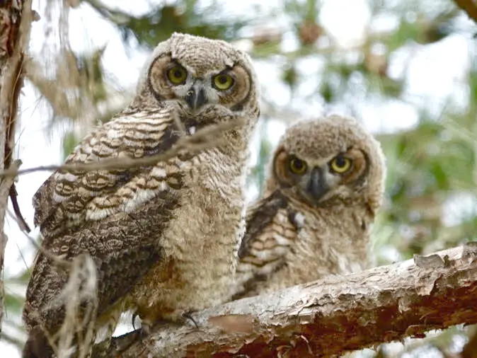 Great horned owls