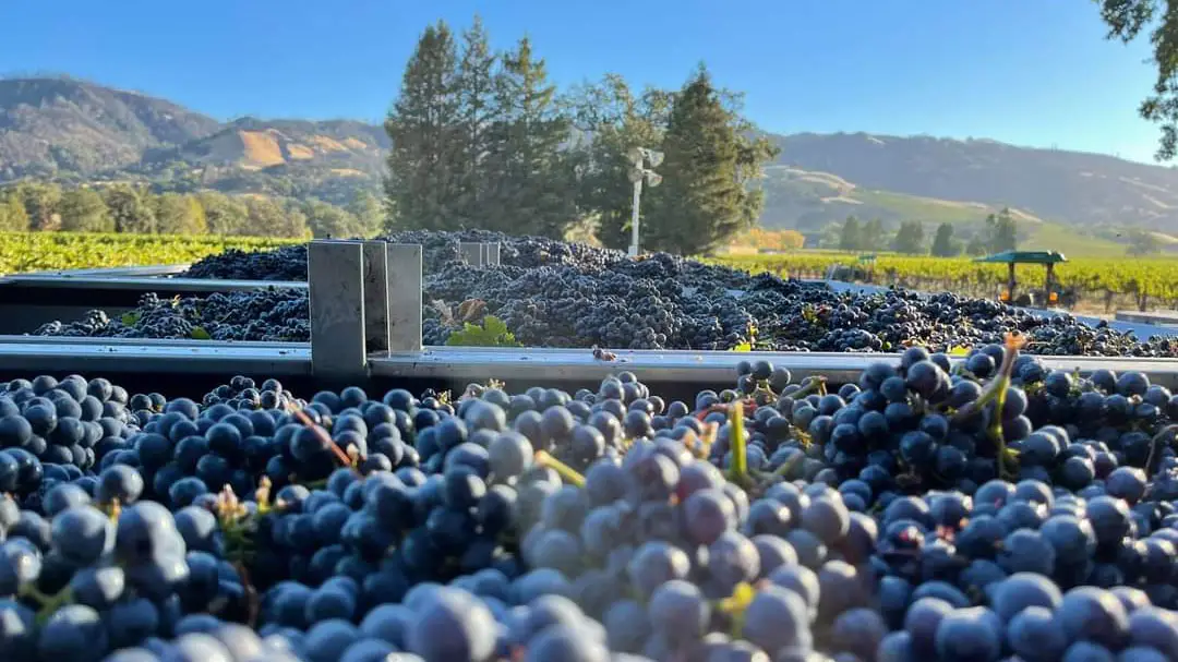 Grapes picked and ready for winemaking at Alexander Valley Vineyards 
