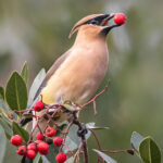 Cedar Waxwing munches on berries in a Toyon tree