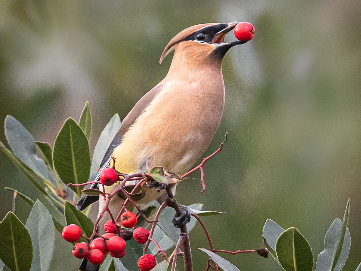 Cedar Waxwing munches on berries in a Toyon tree