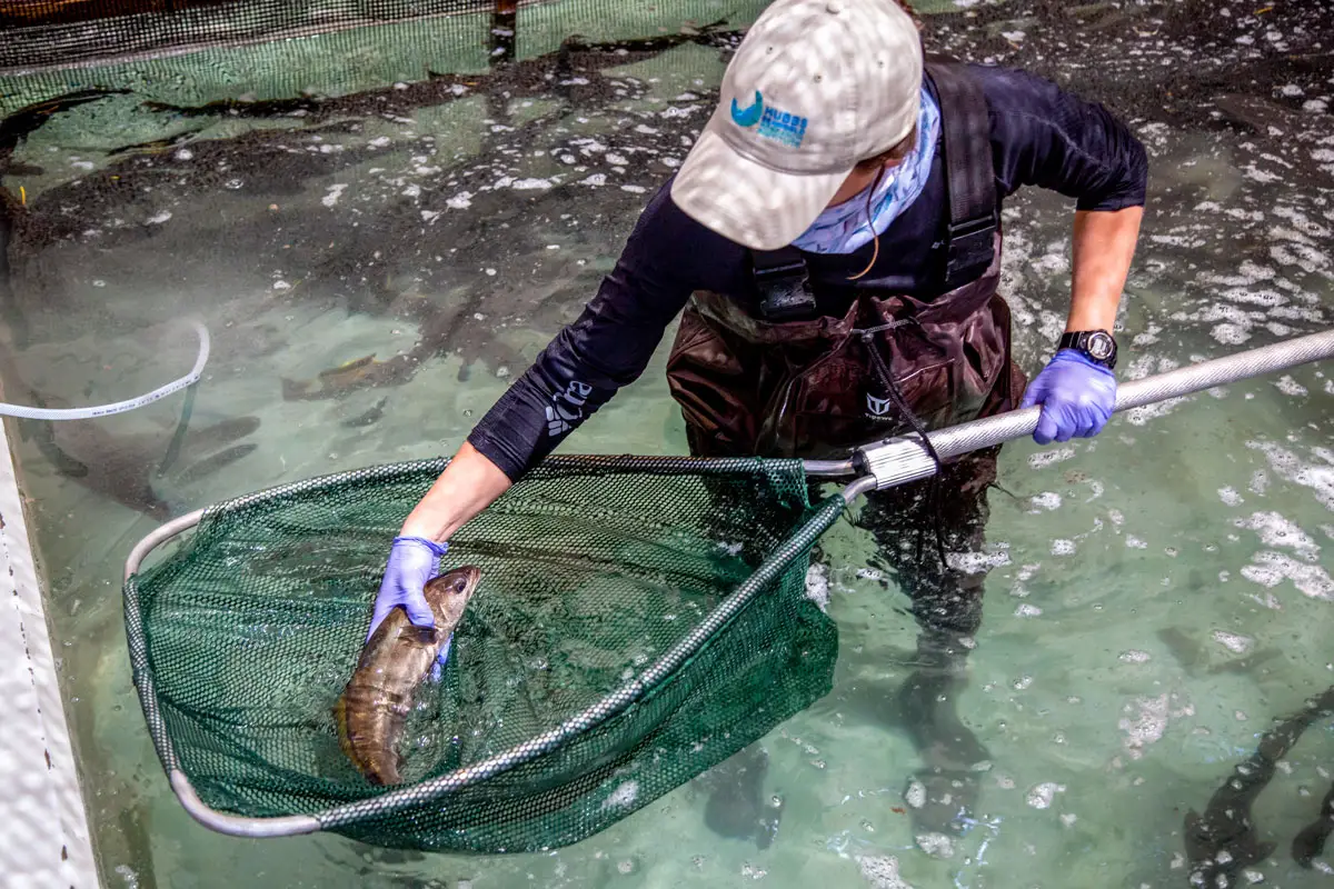 Carlsbad hatchery workers apply floy tags to white seabass