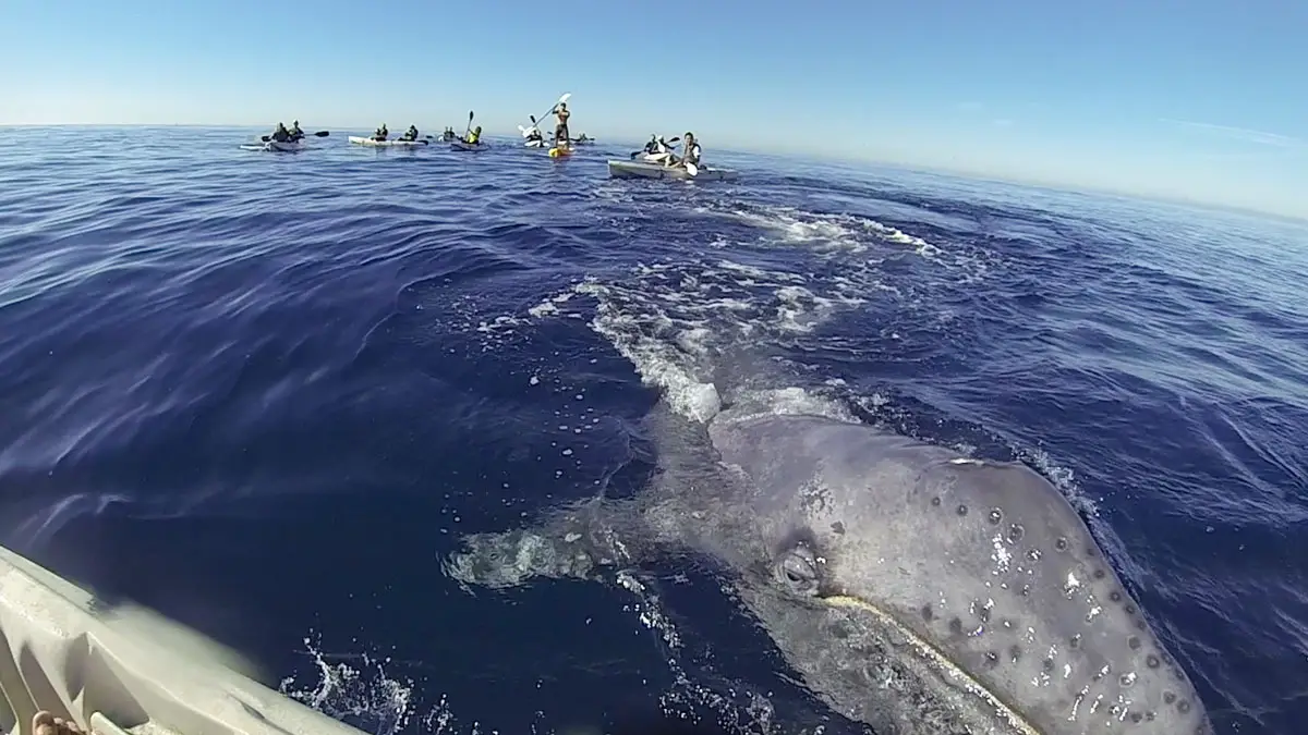 People in kayaks watching gray whale