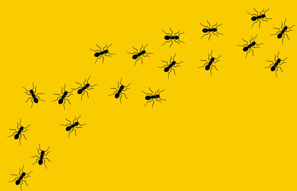 Graphic Ants Marching