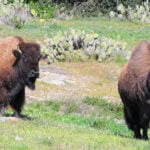 The bison herd on Catalina Island are kept at a manageable number of no more than 150.