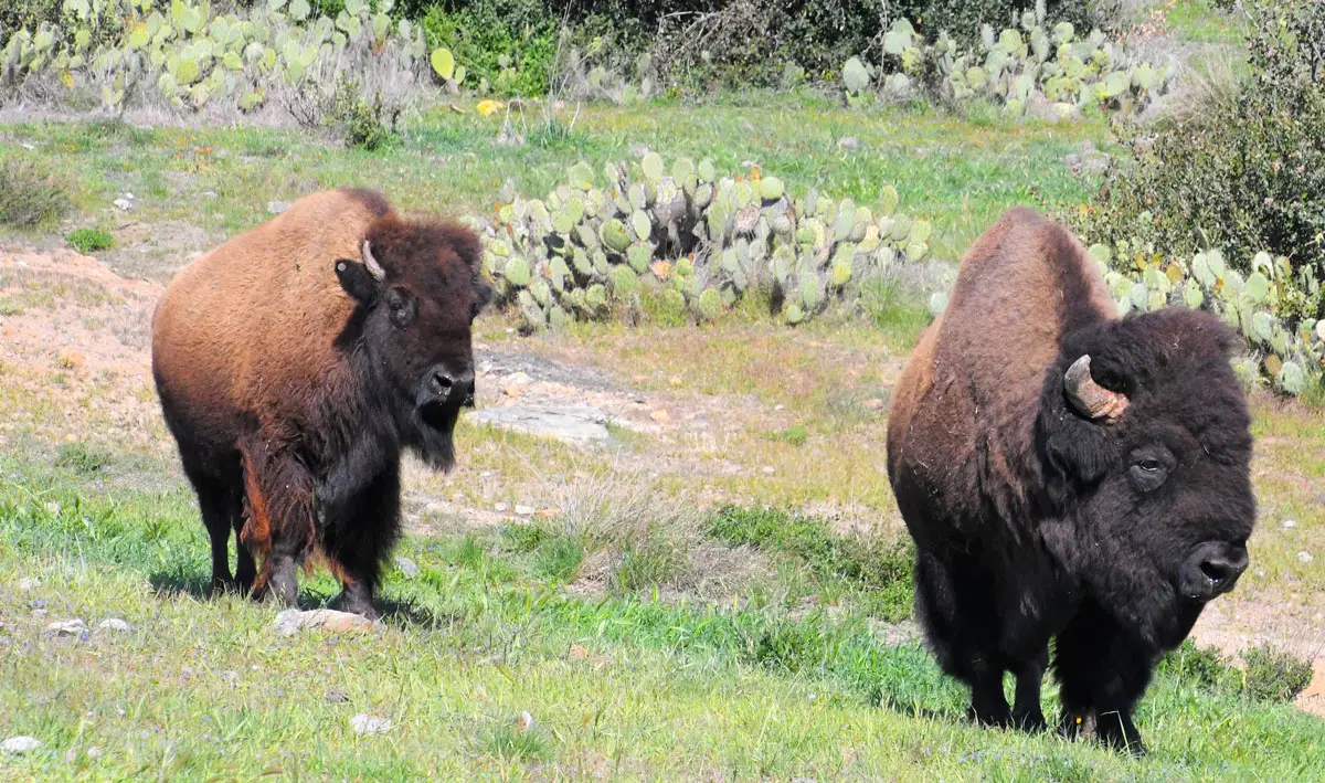 The bison herd on Catalina Island are kept at a manageable number of no more than 150.