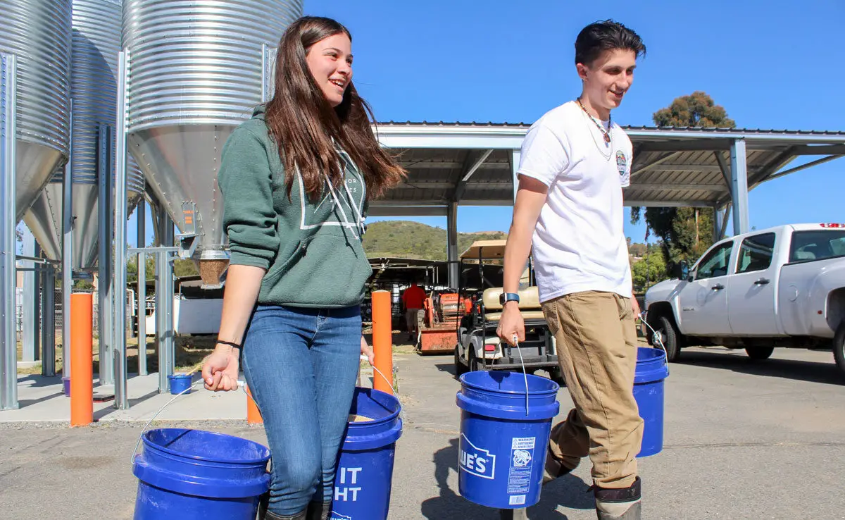 Escondido High School students Georgia Borland, 14, and Joey Serrano, 15, head to the pens to feed their hogs as part of the school's Future Farmers of America program.