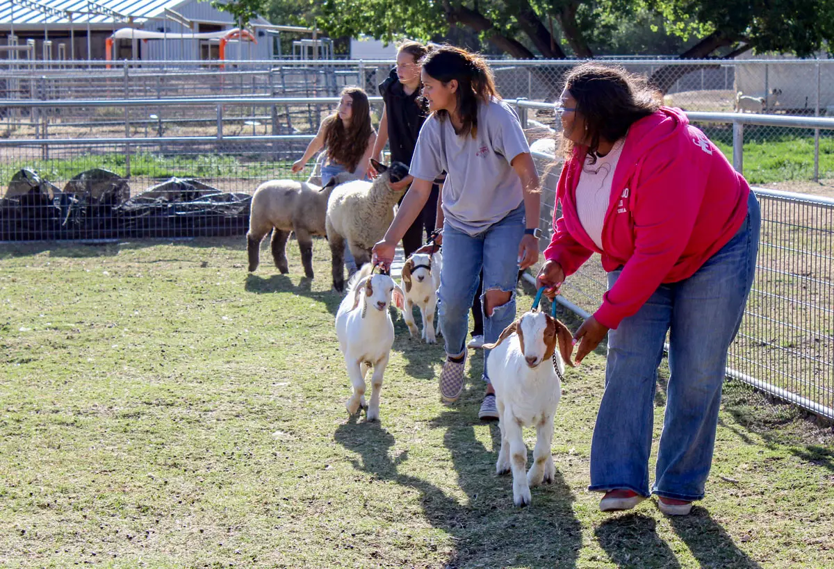 Each year, students in the Future Farmers of America program at Escondido High School can raise up to three animals, such as steer, swine, chickens, turkeys, goats, sheep, rabbits. 