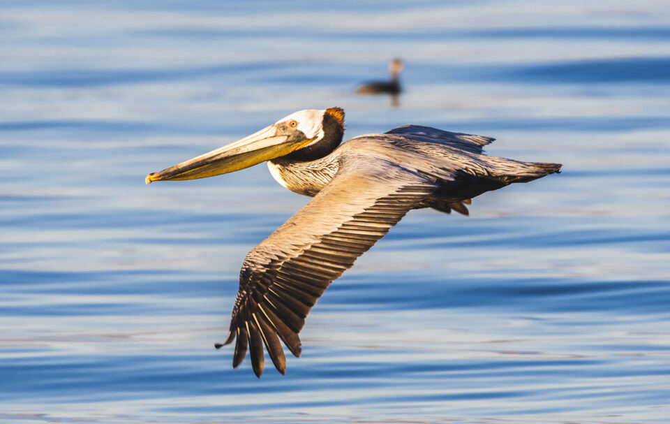 The California brown pelican was once on the endangered species list but made a huge comeback. Recently, these birds have been dying from an unknown cause. Photo by Mier Cat Photography