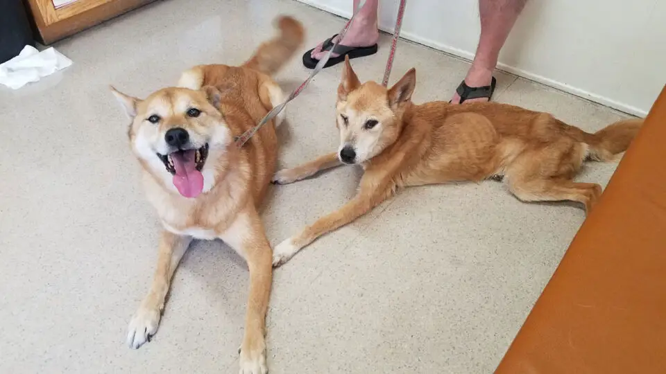Dommie, right, and her brother, Rios. Dommie suffered significant weight loss after her owner believe she was exposed to some kind of poison. According to medical records, Dommie lost approximately half of her body weight.