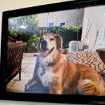 Several photos and paintings of Maggie, Pete Gajria's beloved dog, hang around his house. Maggie had to be put down in late 2021 after she fell mysteriously ill earlier that year.