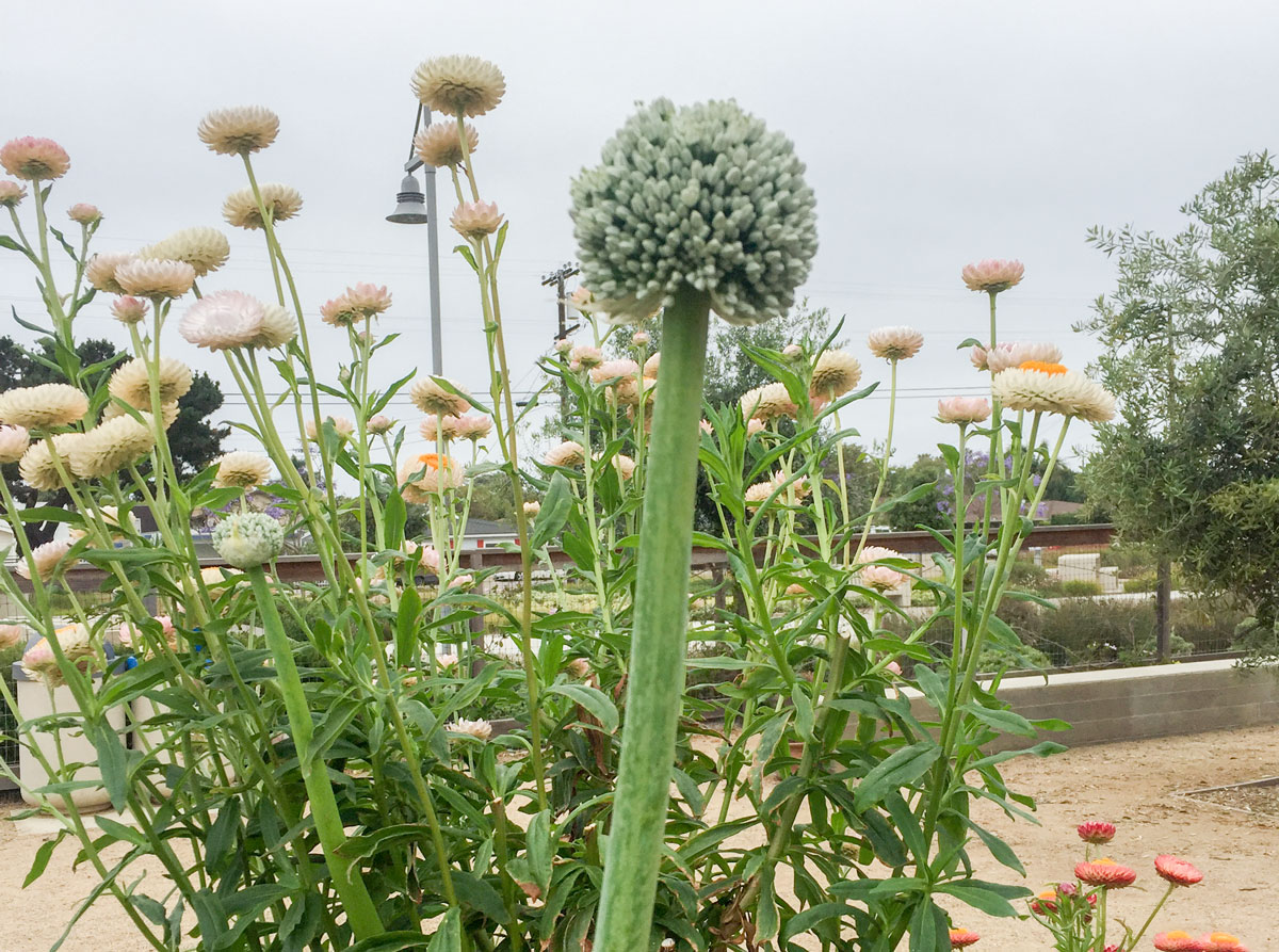 Seed libraries: A giant leek seed pod at the Pine Street Community Garden in Carlsbad. Photo by Jano Nightingale
