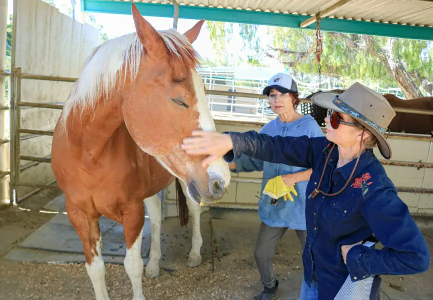 Celia Sciacca, founder of Laughing Pony Rescue in Rancho Santa Fe, checks in on Amigo, one of the 14 horses currently under the nonprofit's care after being rescued from a feedlot in New Mexico.