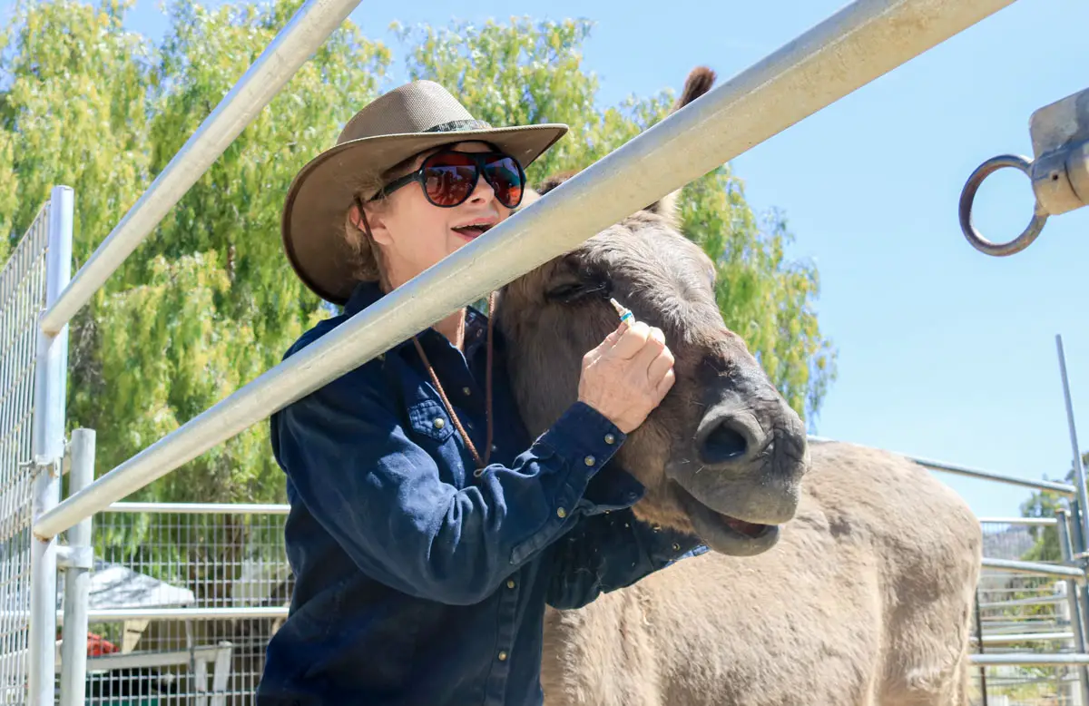 Celia Sciacca, founder of Rancho Santa Fe nonprofit Laughing Pony Rescue, uses donkey Dyn-O-Mite's love of having his head held as an opportunity to administer needed eye ointment at the ranch on Tuesday.