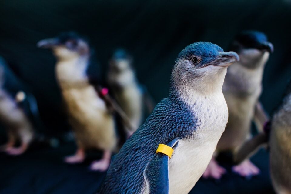 The penguins measure under a foot tall and weigh between 2 and 3 pounds when full-grown. Courtesy photo/Birch Aquarium