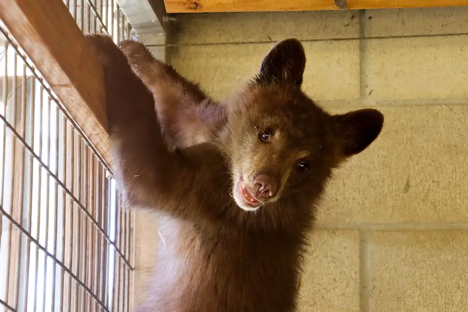 The black bear cubs will practice their natural skills and get the proper nutrition they need to grow before being released back into the wild. Photo courtesy of San Diego Humane Society