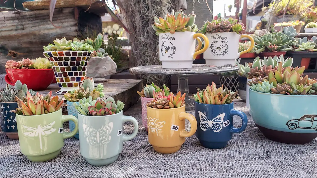 Succulent Cafe in Carlsbad. Photo by Ryan Woldt