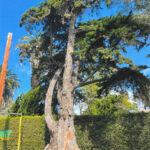 A Monterey cypress on Melba Road was recently added to the city's official Heritage Tree list. Photo courtesy of the City of Encinitas